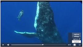 Janison CLS content templates and WCAG Standards